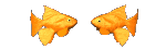 two goldfish kissing