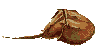 horseshoe crab