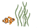 clownfish swimming around seagrass