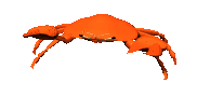 crab