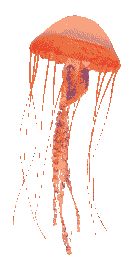 orange jellyfish spinning