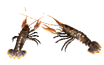 two lobsters