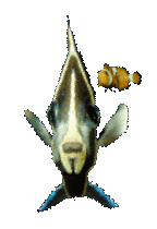 fish looking at camera